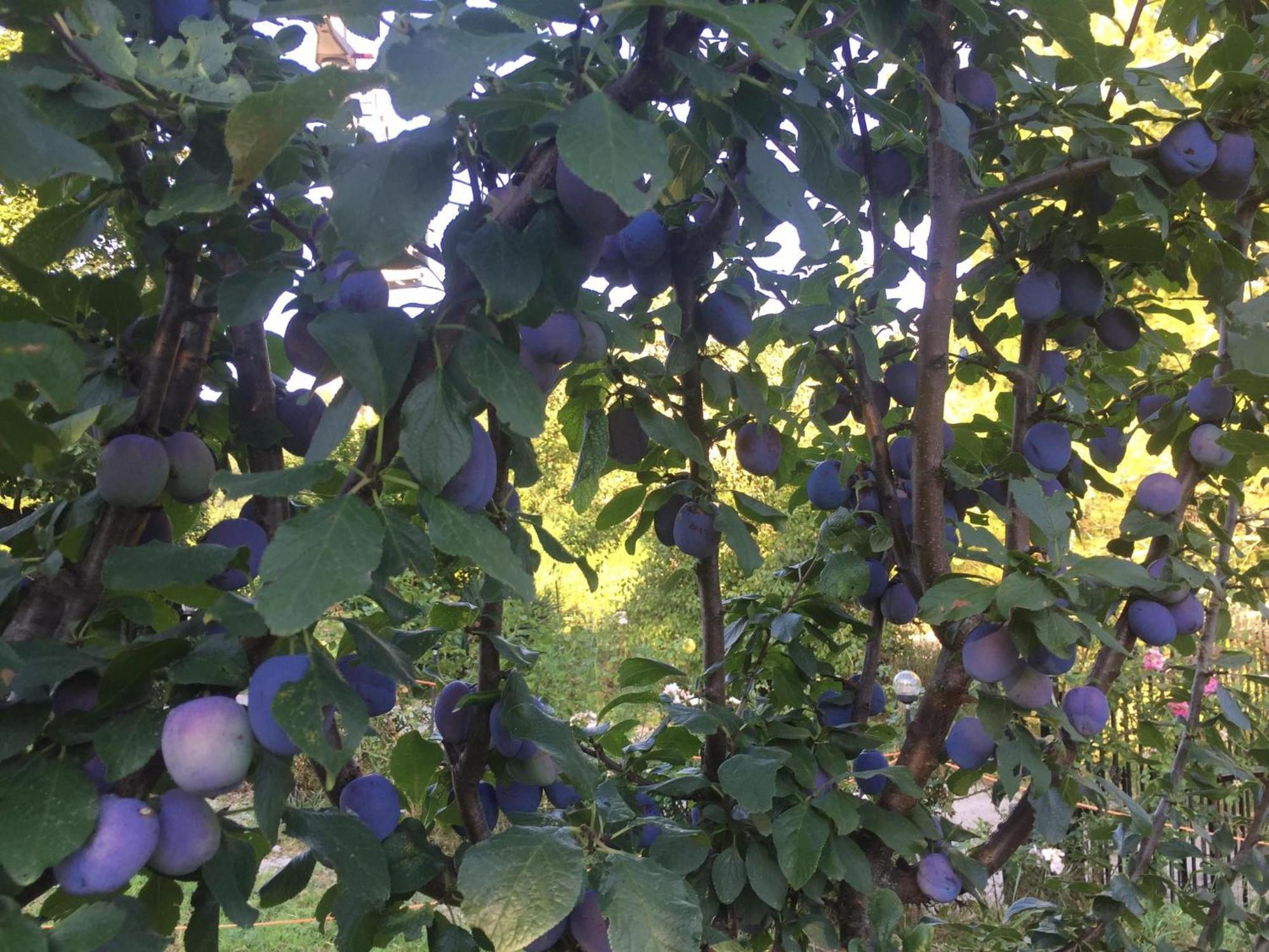 Salara Farmhouse Koper Eksteriør billede
